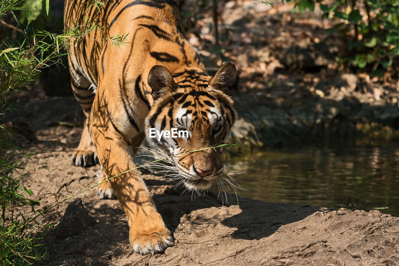 TIGER IN A ZOO