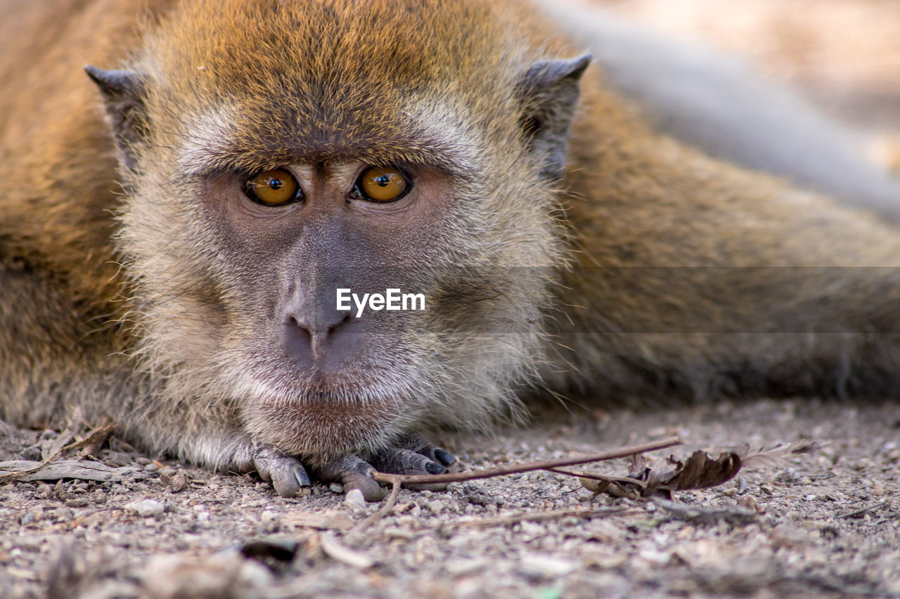 Close-up portrait of monkey