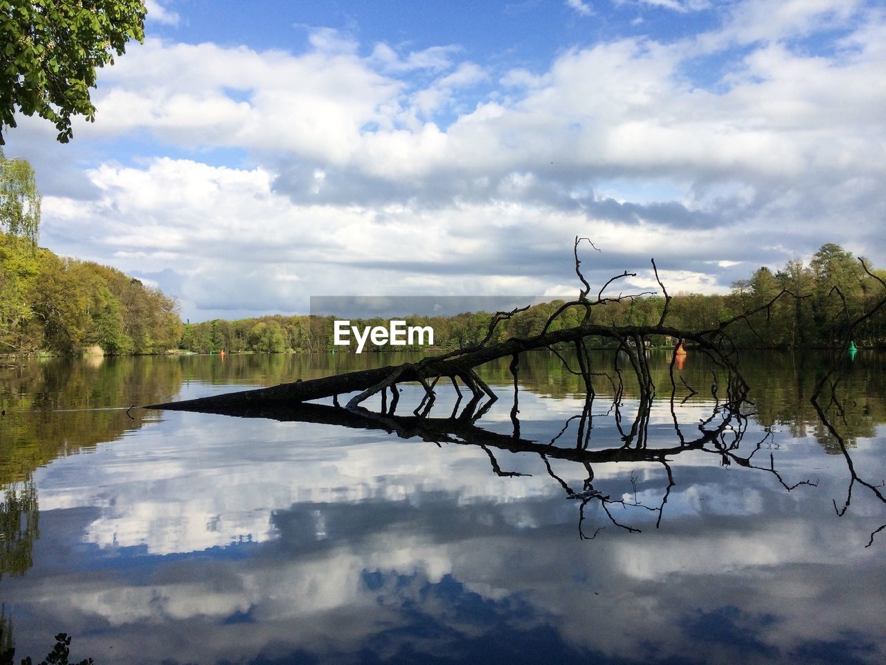 Fallen tree in lake