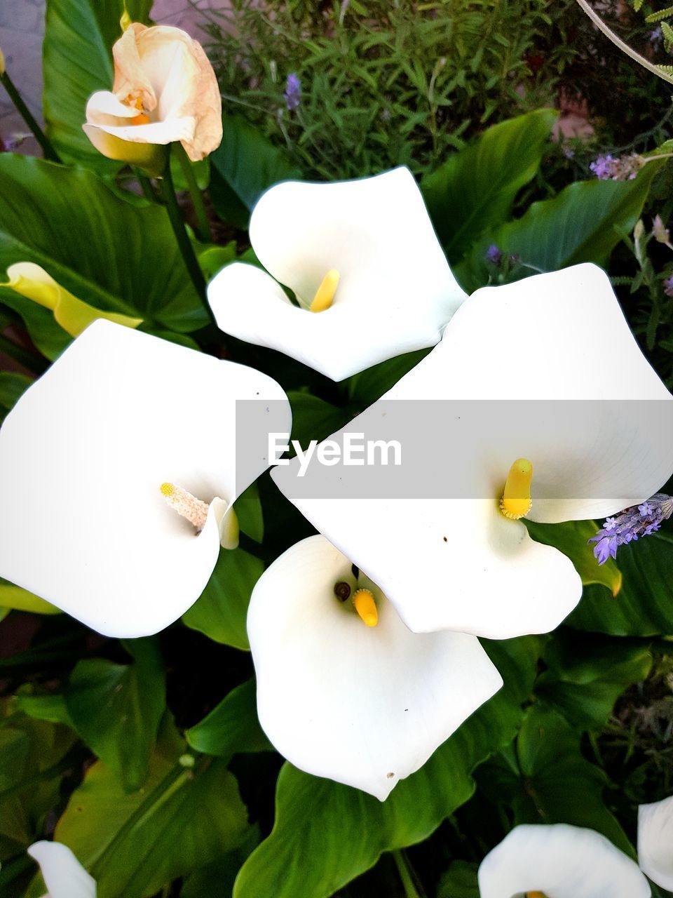 HIGH ANGLE VIEW OF WHITE FLOWERING PLANTS