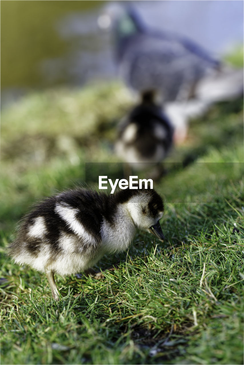 animal themes, animal, grass, duck, animal wildlife, bird, wildlife, plant, water bird, young animal, no people, mammal, one animal, nature, young bird, ducks, geese and swans, selective focus, transfer print, day, outdoors, duckling, full length, green