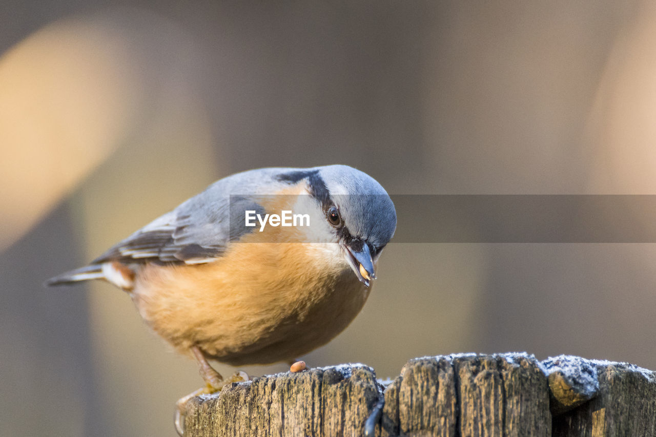 Close-up of bird perching on wood