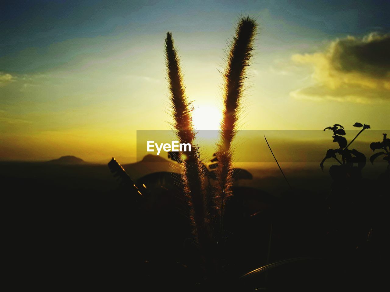 CLOSE-UP OF SILHOUETTE PLANTS AGAINST SKY