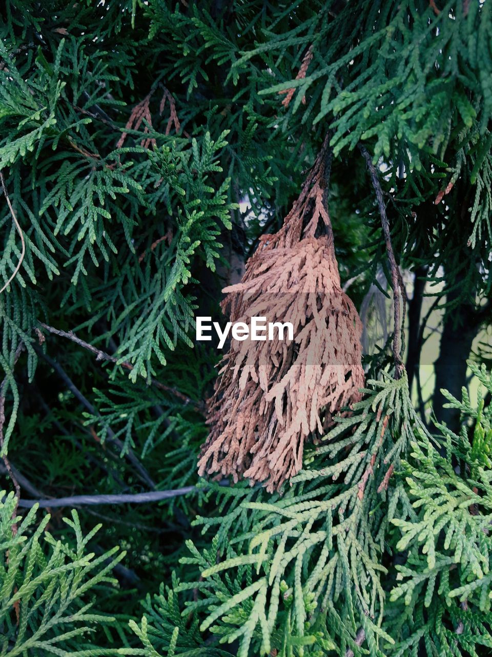 CLOSE-UP OF PLANTS GROWING ON TREE