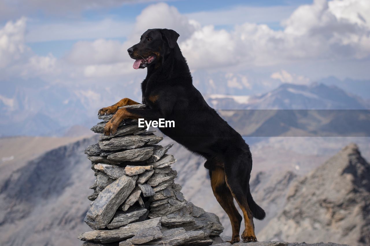 Dog standing on mountain against sky