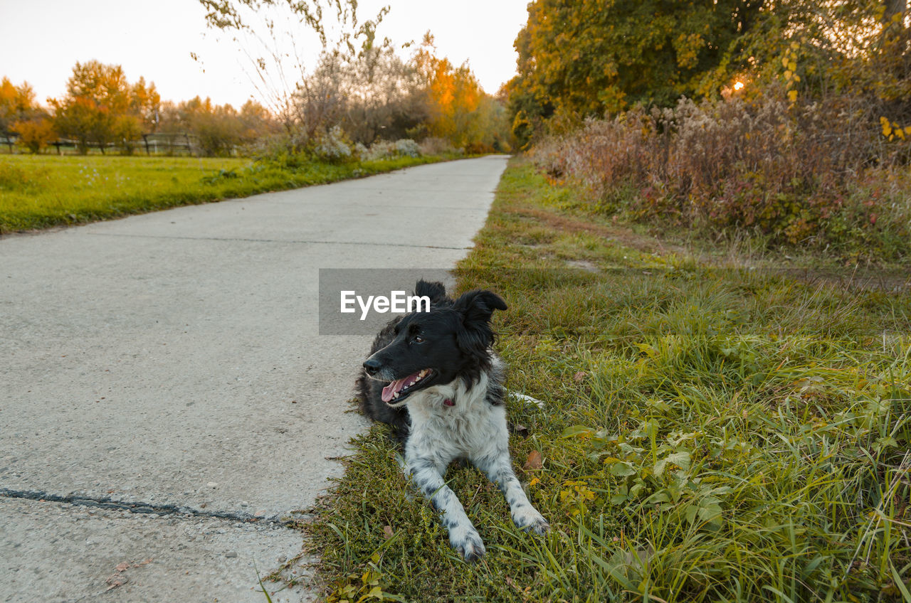 Dog running on road