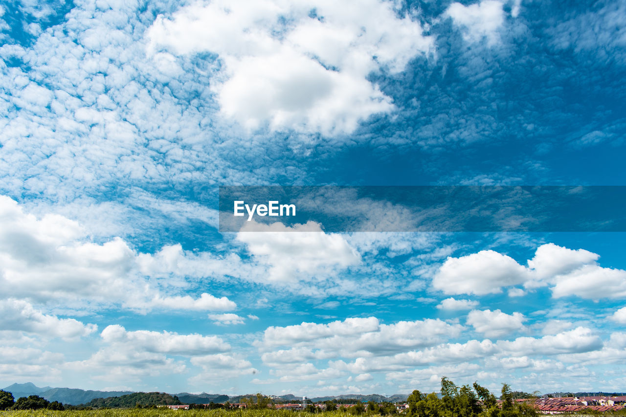 Low angle view of trees against sky