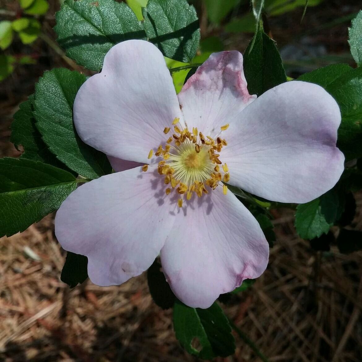 Natural flower