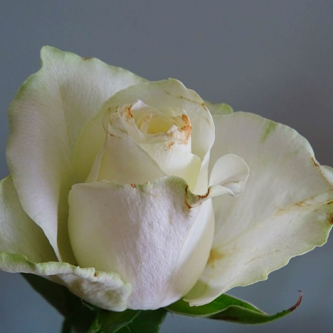 CLOSE-UP OF WHITE FLOWERS AGAINST GRAY BACKGROUND