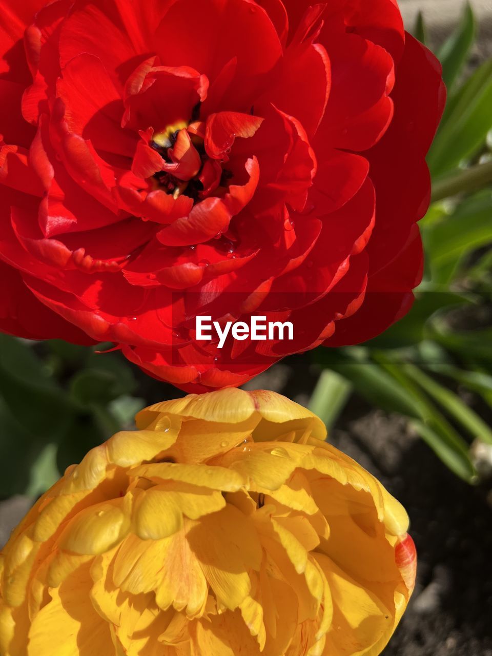 flower, flowering plant, plant, beauty in nature, petal, freshness, flower head, close-up, red, nature, inflorescence, fragility, yellow, no people, growth, rose, focus on foreground, leaf, plant part, outdoors, blossom, vibrant color, springtime