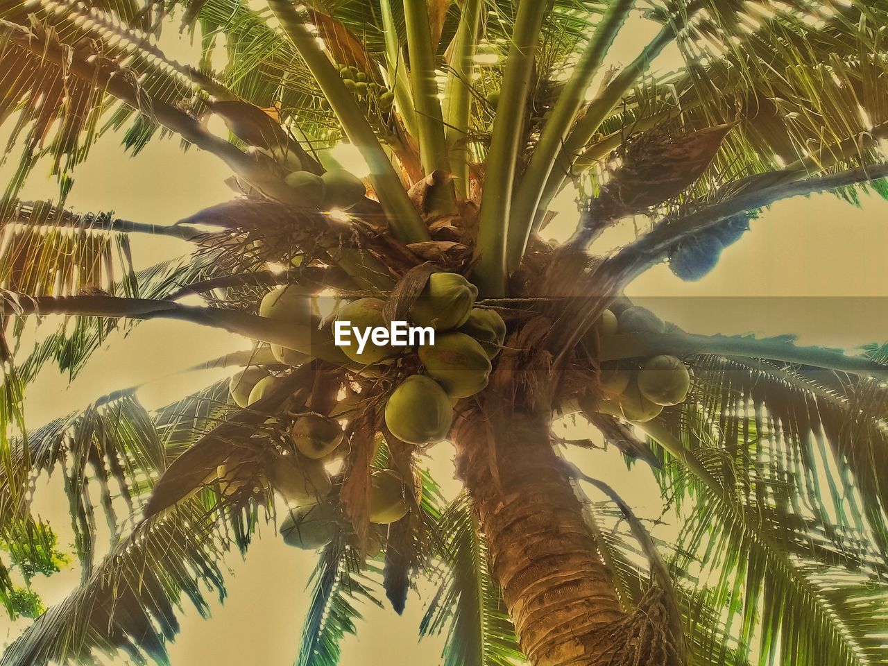 LOW ANGLE VIEW OF COCONUT PALM TREE