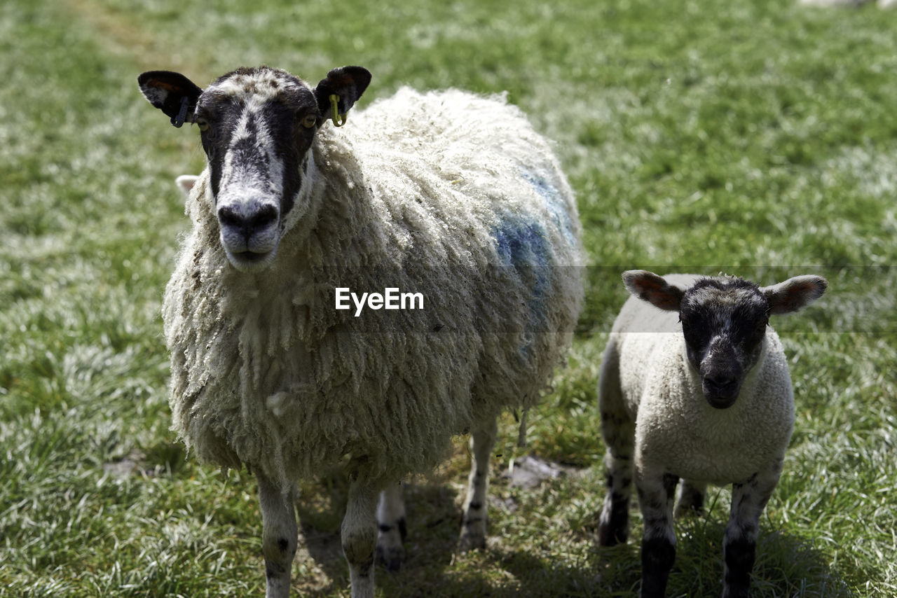 Portrait of sheeps