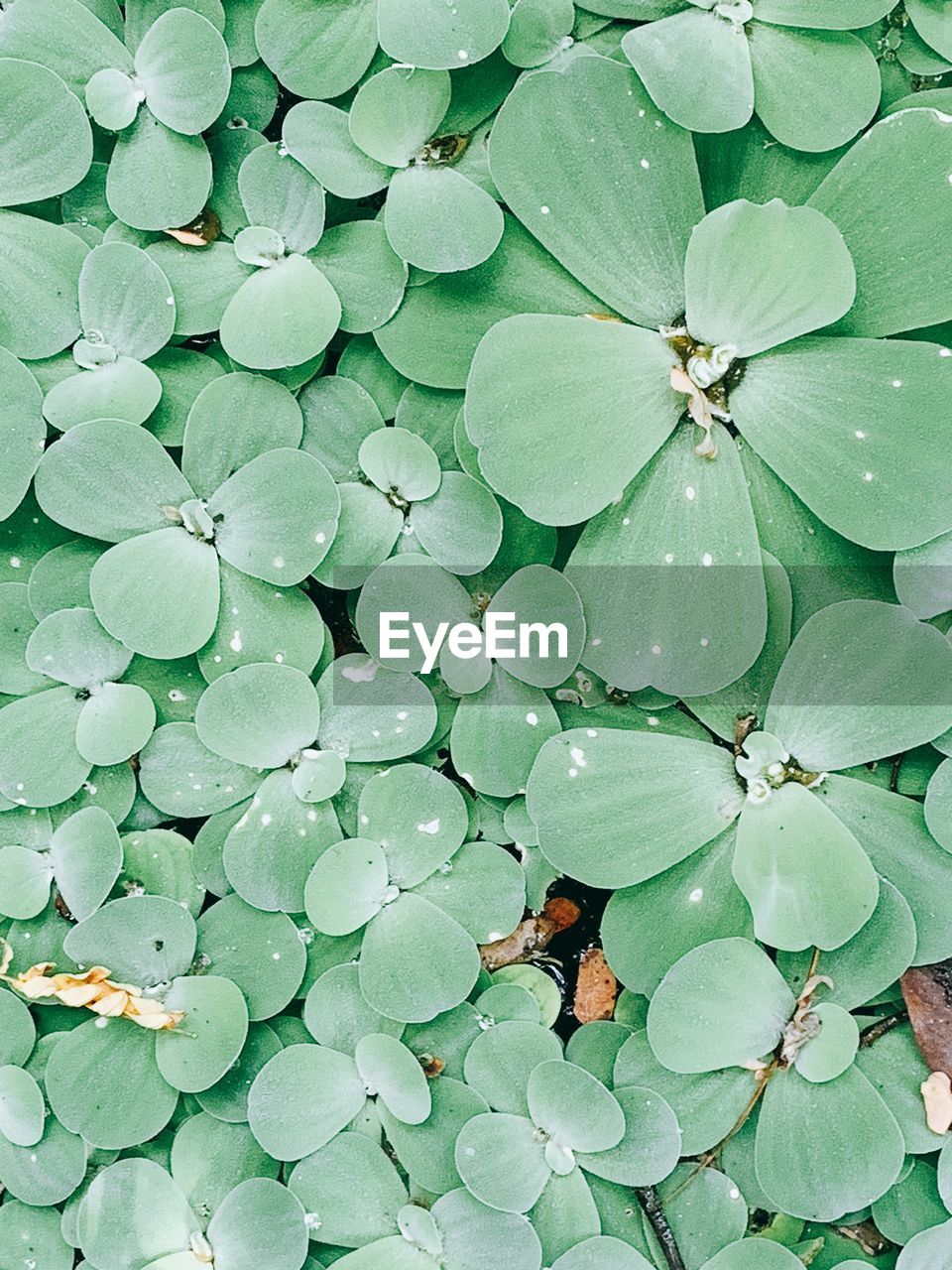 HIGH ANGLE VIEW OF GREEN LEAF ON PLANT