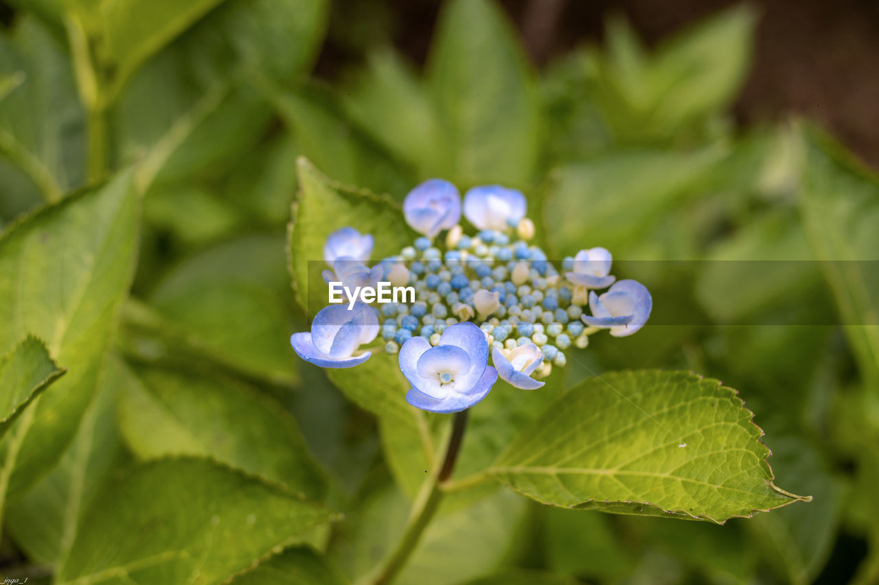 plant, flower, flowering plant, plant part, leaf, beauty in nature, nature, freshness, close-up, blue, macro photography, growth, green, flower head, forget-me-not, petal, fragility, wildflower, summer, inflorescence, no people, outdoors, botany, food and drink, springtime, purple, food, blossom, environment, day