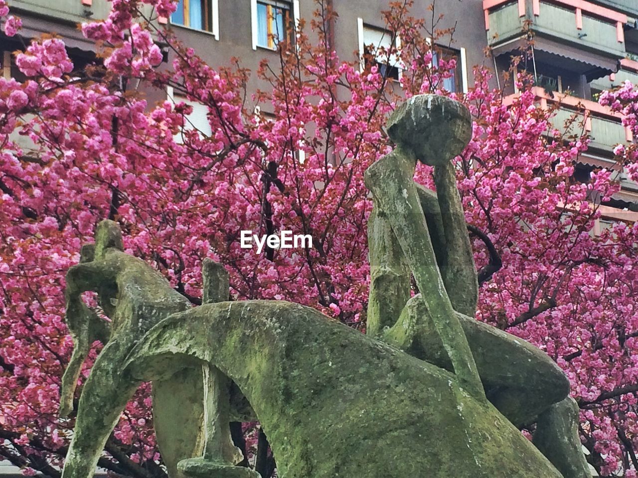 PINK FLOWERS BLOOMING ON TREE