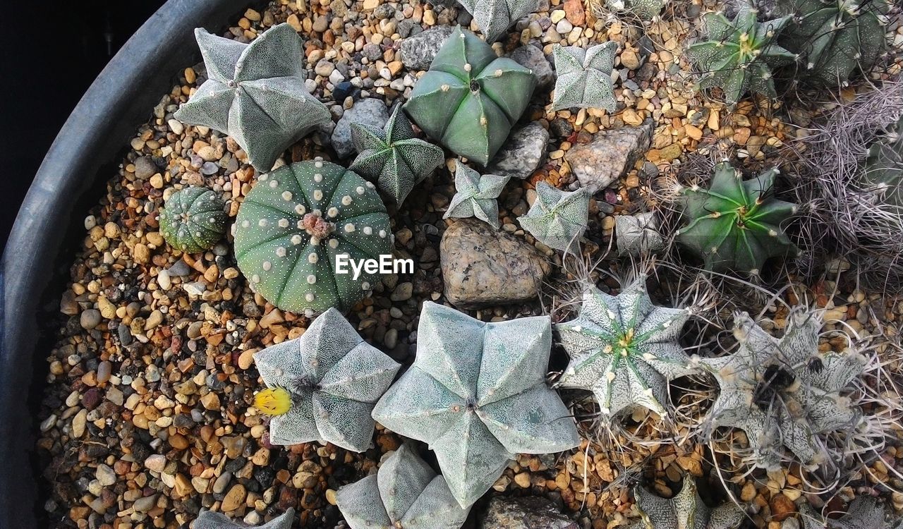 High angle view of potted plant sukkulents and cactuses