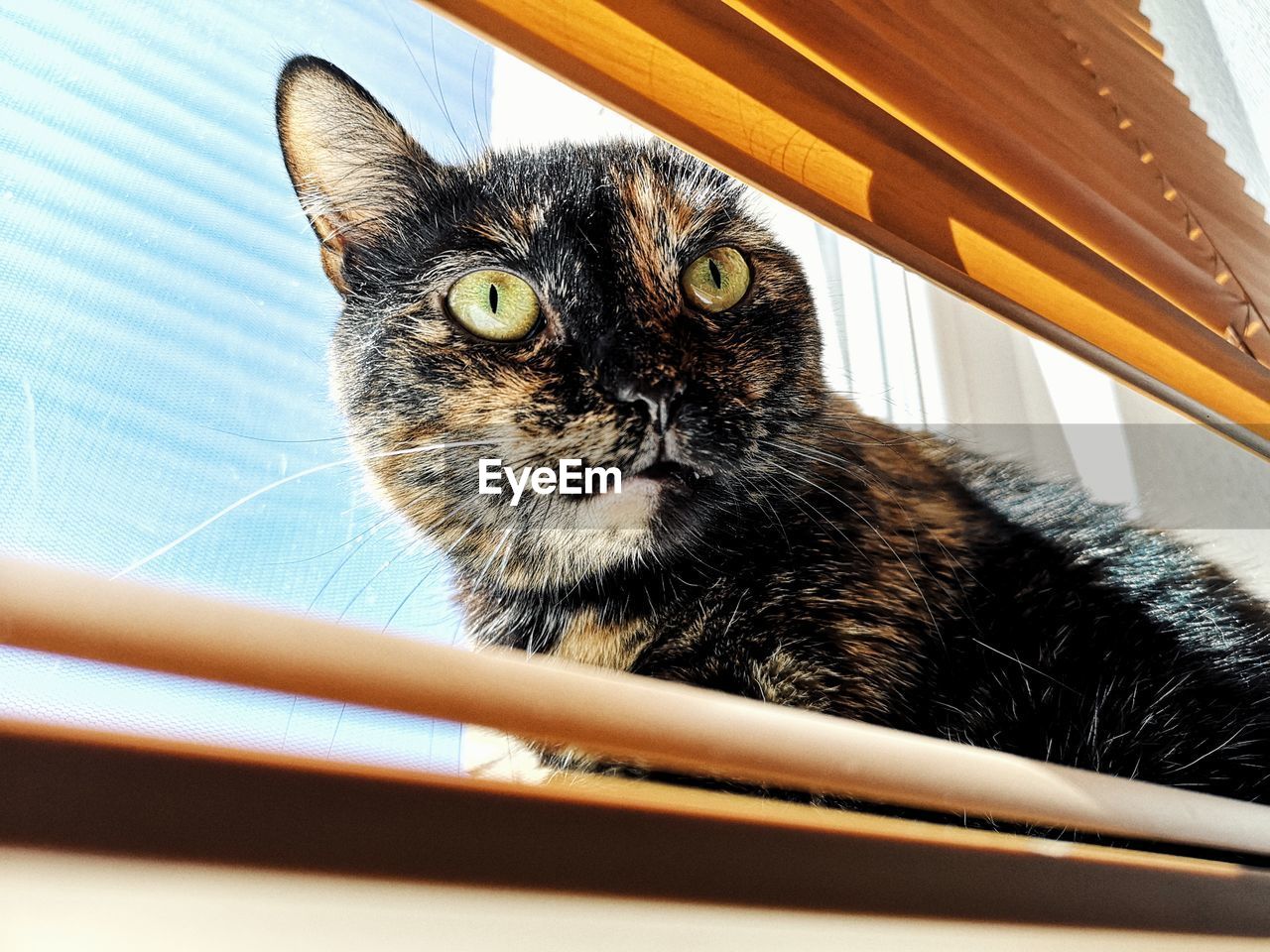 CLOSE-UP PORTRAIT OF A CAT ON A WALL