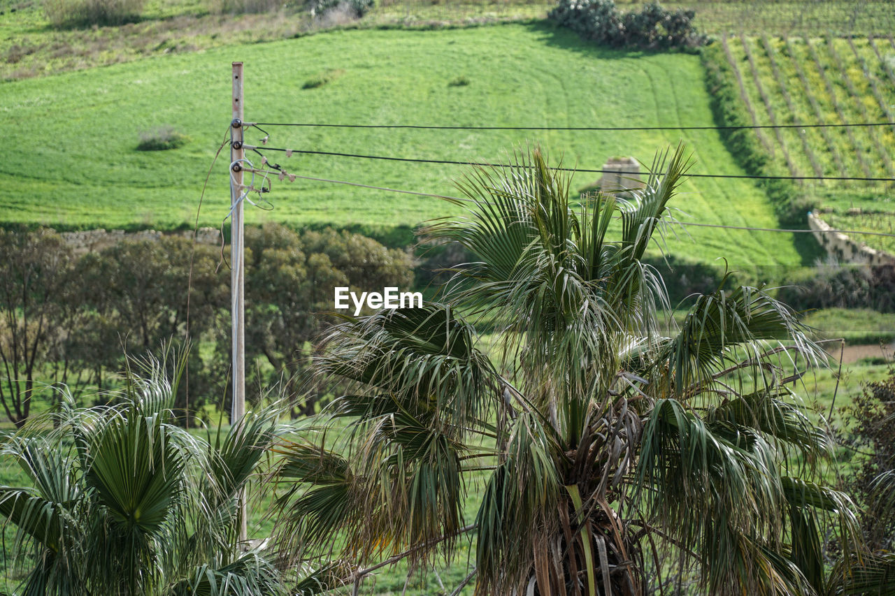 Scenic view of agricultural field