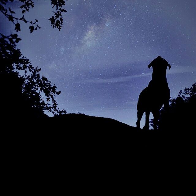 SILHOUETTE OF TREES AT NIGHT