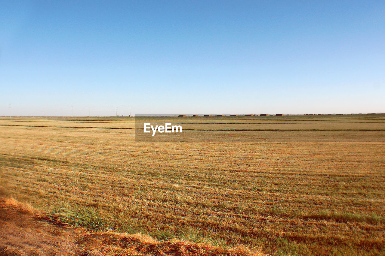 Scenic view of field against clear blue sky