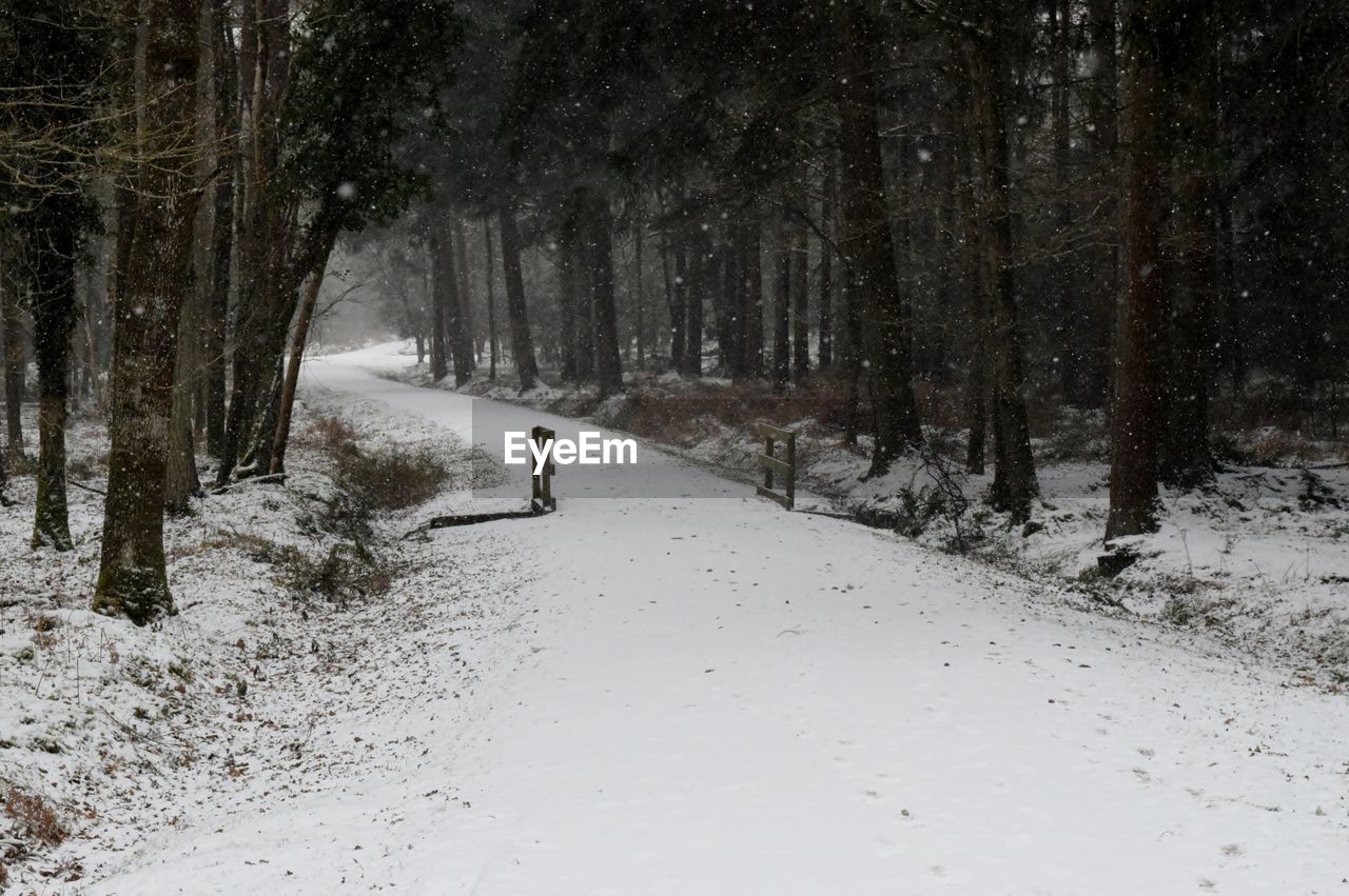 Snowy path in the forest.