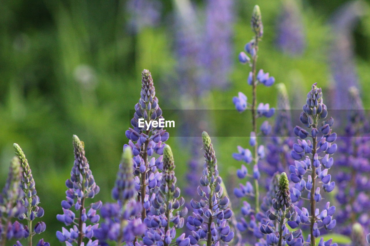 Close-up of flowers blooming in field