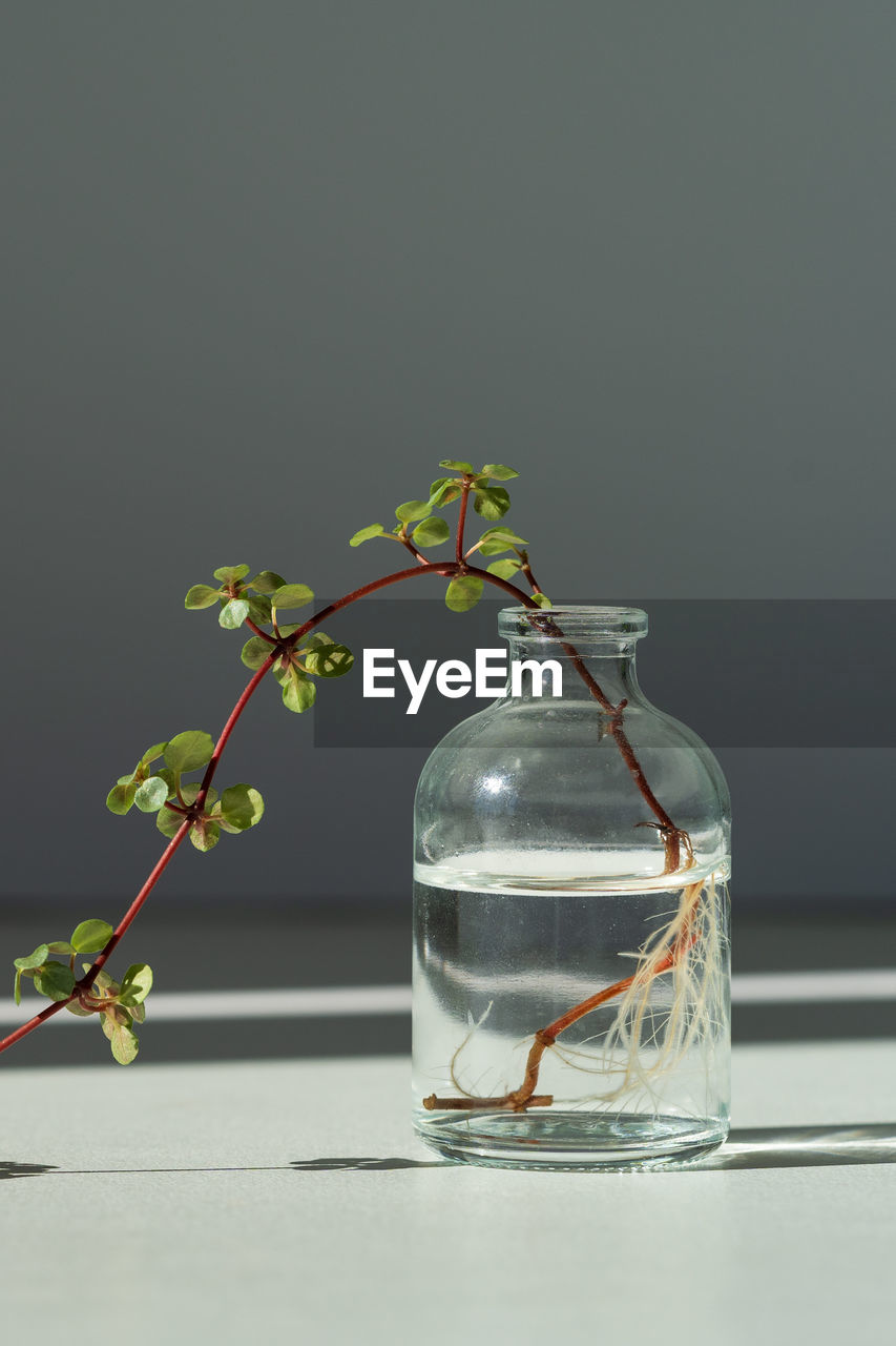 Sprout of the pilea libanensis