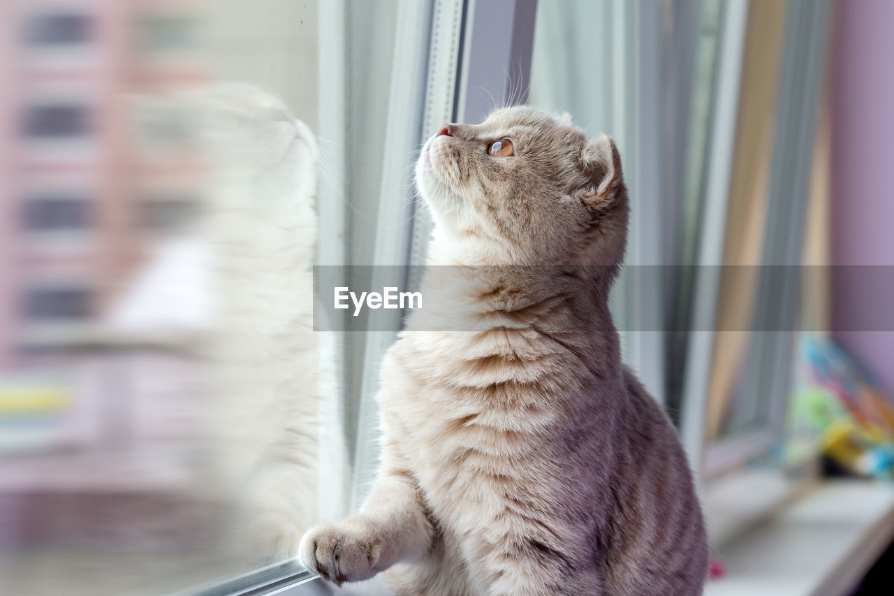 Cute scottish fold kitten looking outdoor through the window