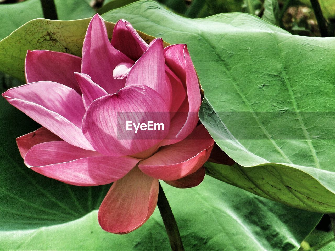 Close-up of fresh pink lotus water lily amidst green leaves