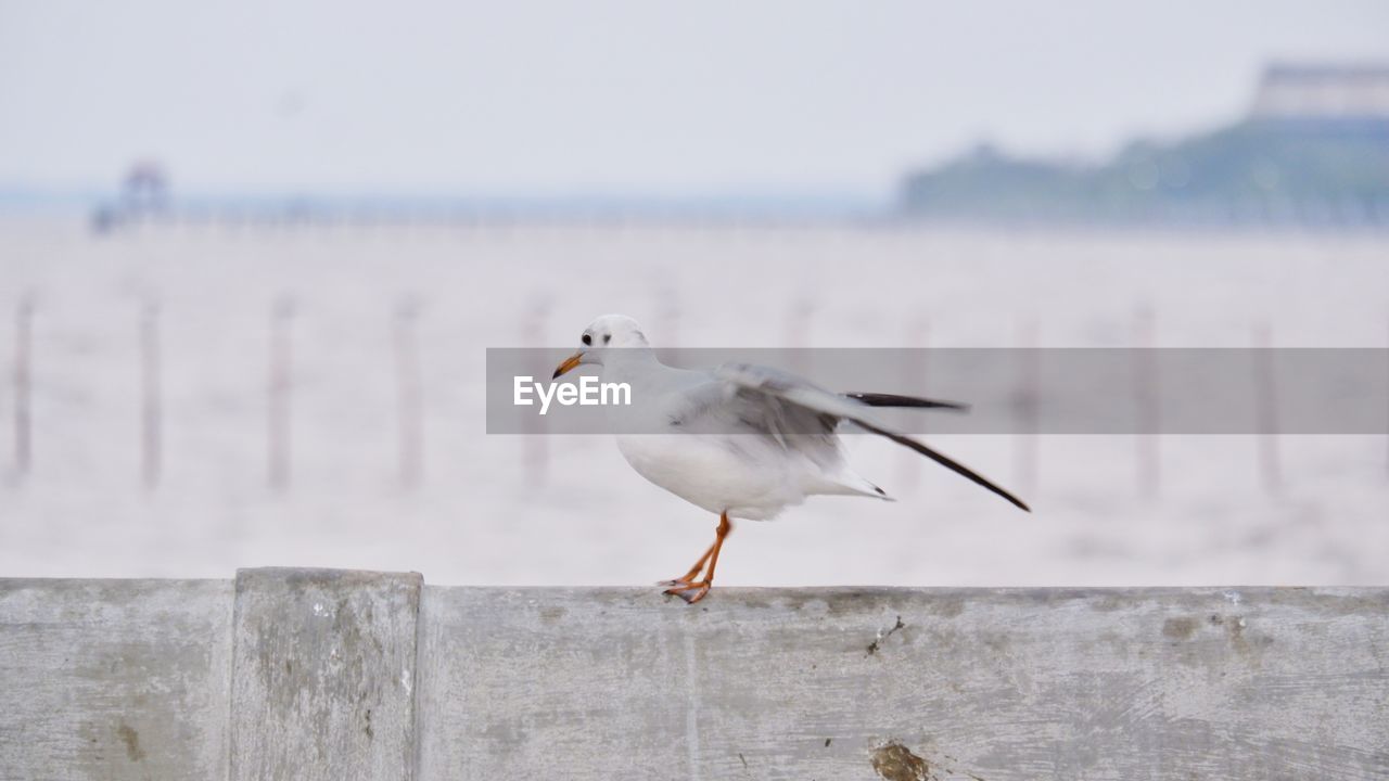 Close-up of seagull perching on wall against sea