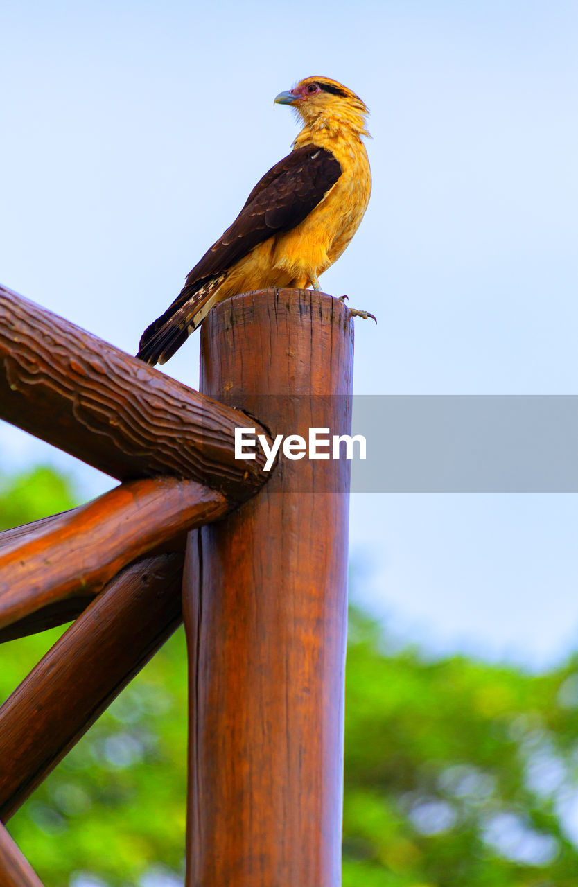 animal themes, animal, animal wildlife, bird, wildlife, perching, one animal, nature, wood, branch, no people, tree, yellow, beak, sky, day, outdoors, focus on foreground, close-up, plant, clear sky, beauty in nature, blue