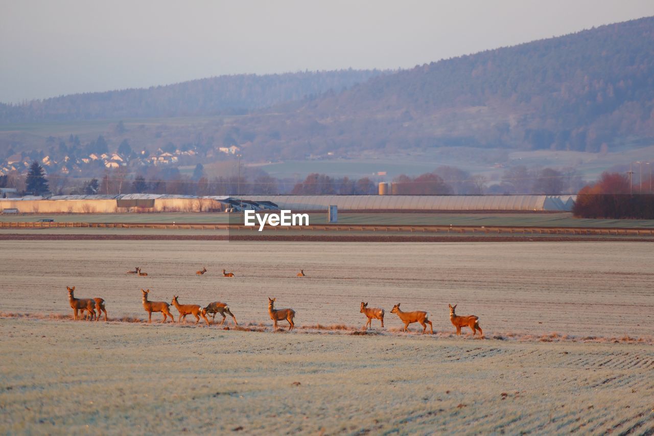 Rehe im feld - deer in the wild