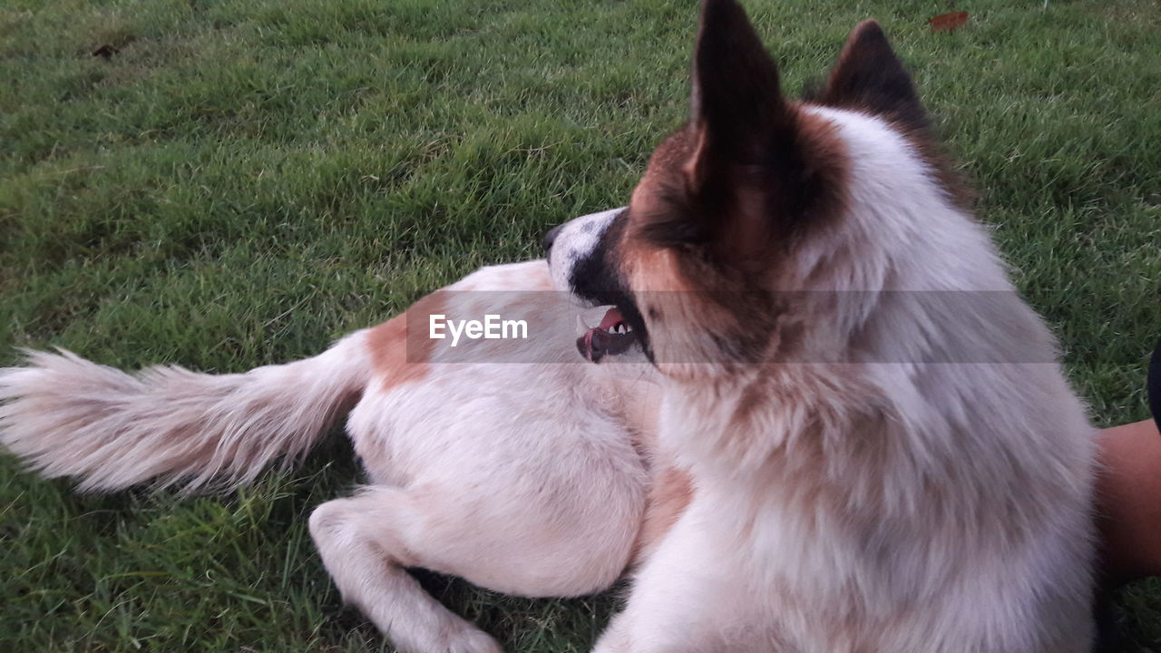 Close-up of a dog on field