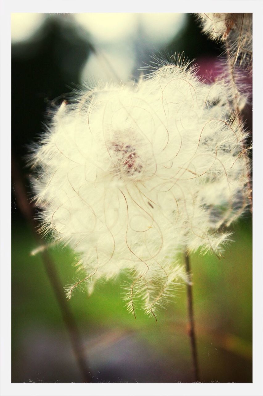 CLOSE-UP OF DANDELION FLOWER AGAINST BLURRED BACKGROUND