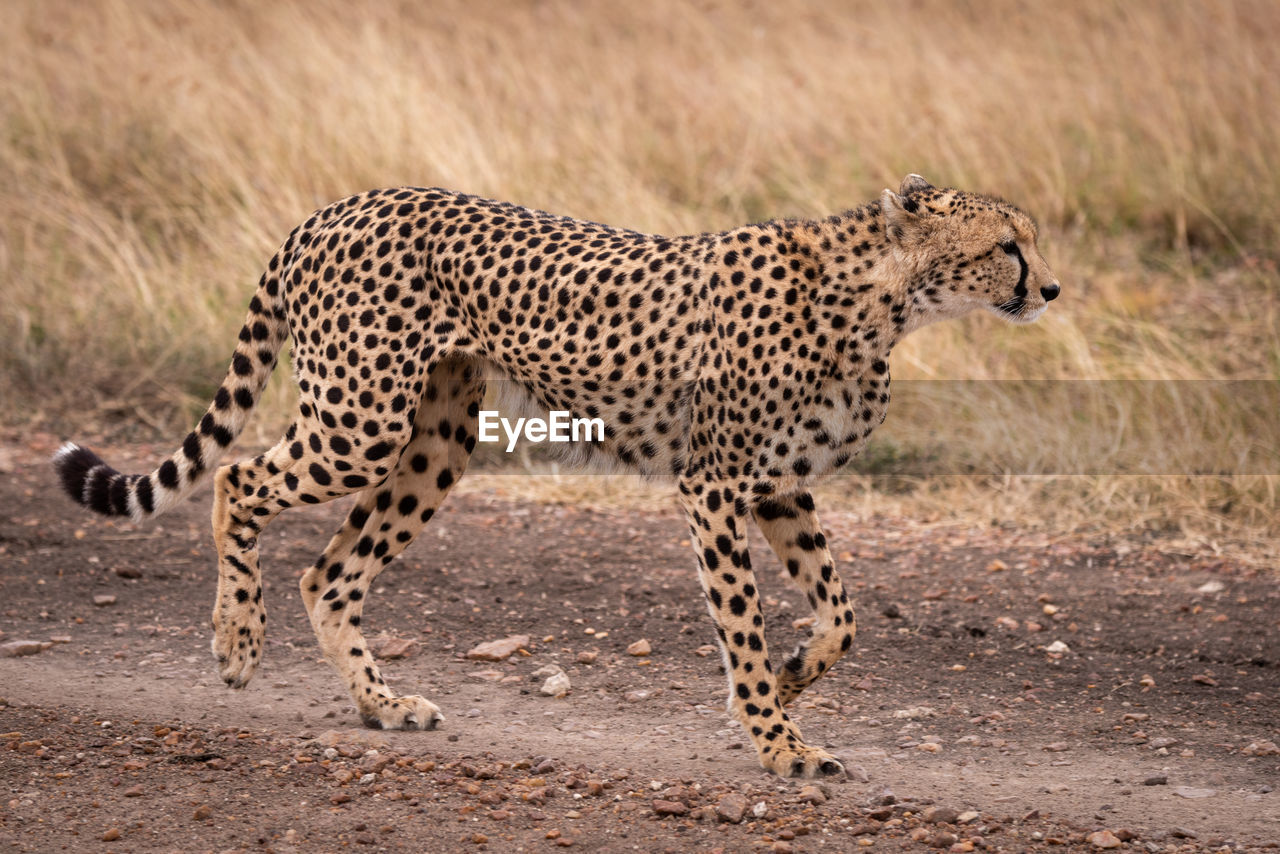 Cheetah walking on field 