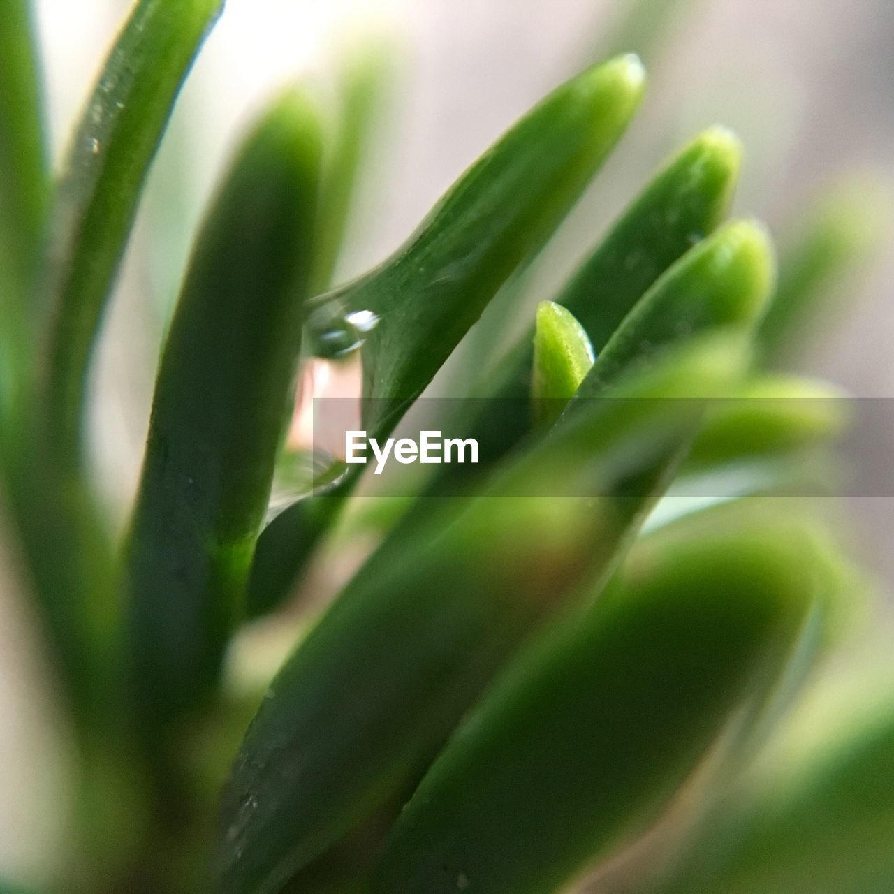 CLOSE-UP OF SUCCULENT PLANT IN SUNLIGHT
