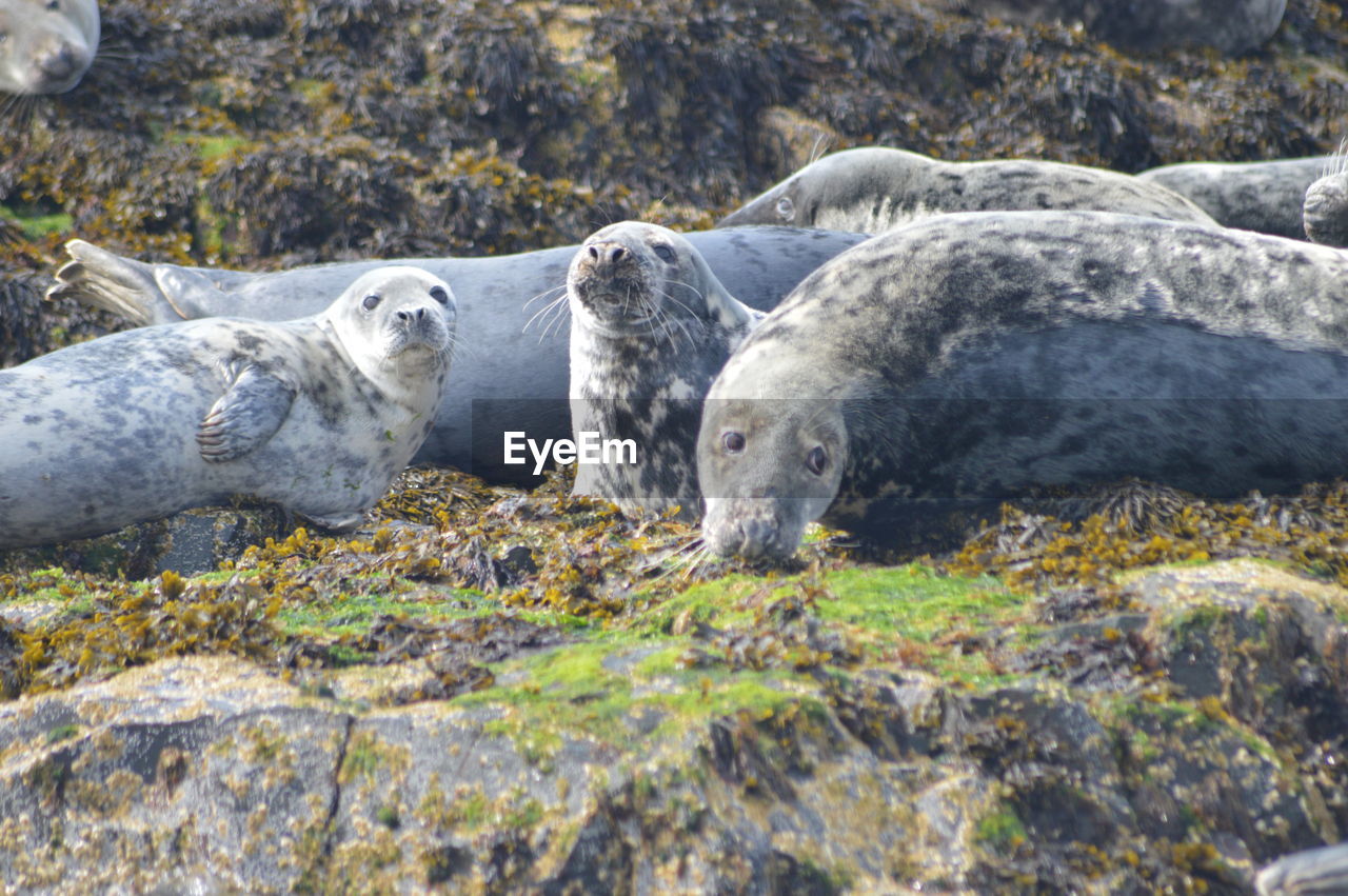 Sheep in a sea