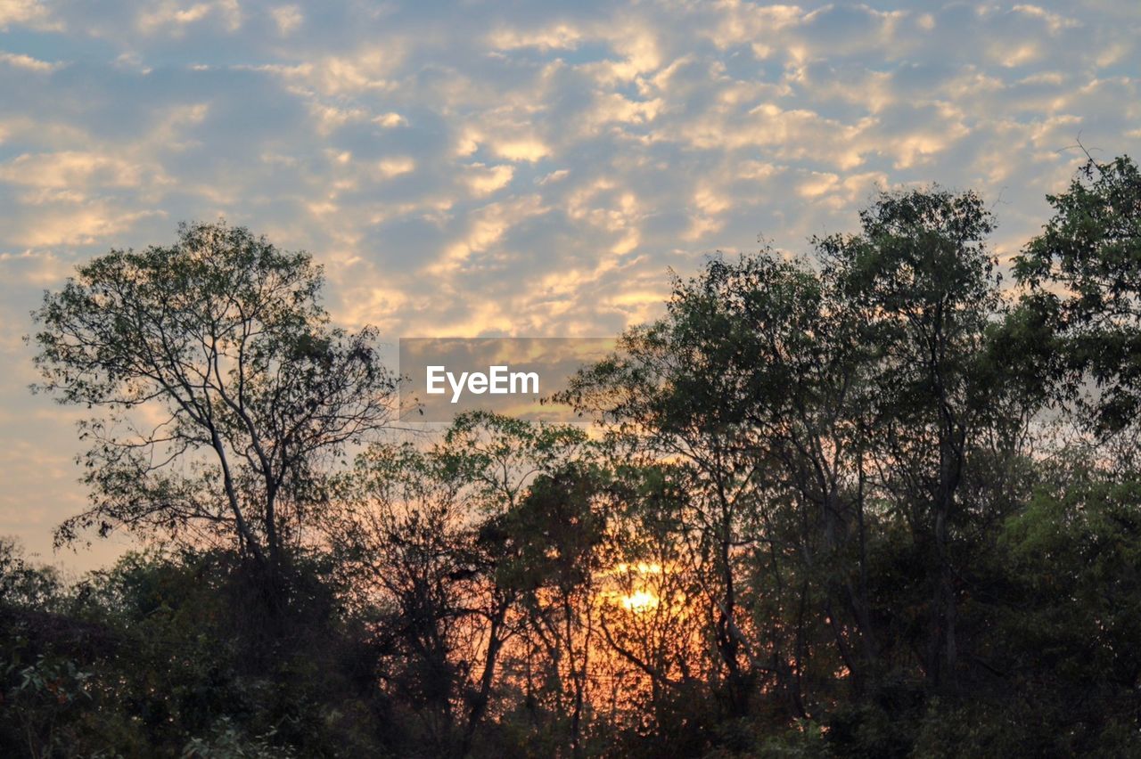 SILHOUETTE TREES AGAINST SKY AT SUNSET