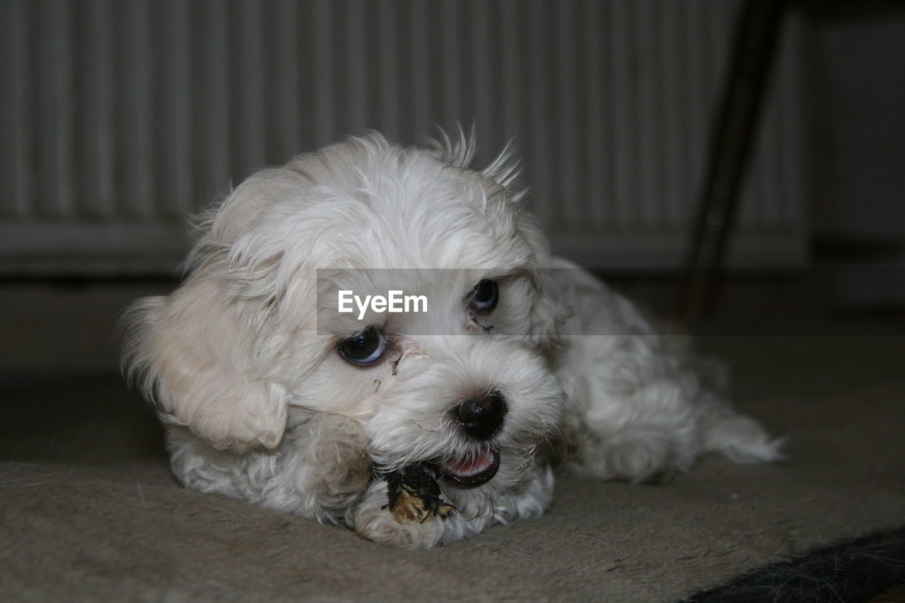 CLOSE-UP PORTRAIT OF DOG RELAXING ON FLOOR AT HOME