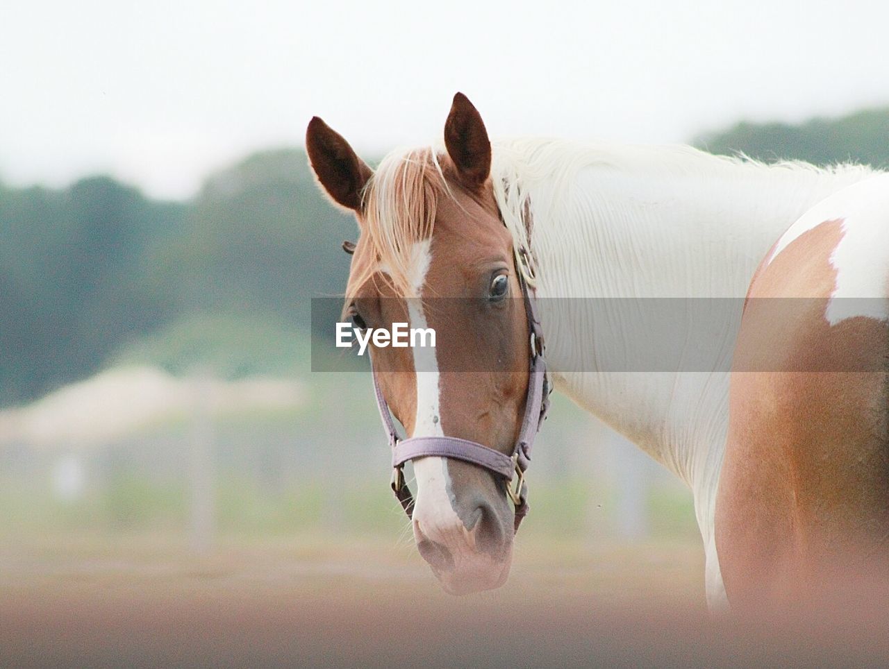 Horse against sky