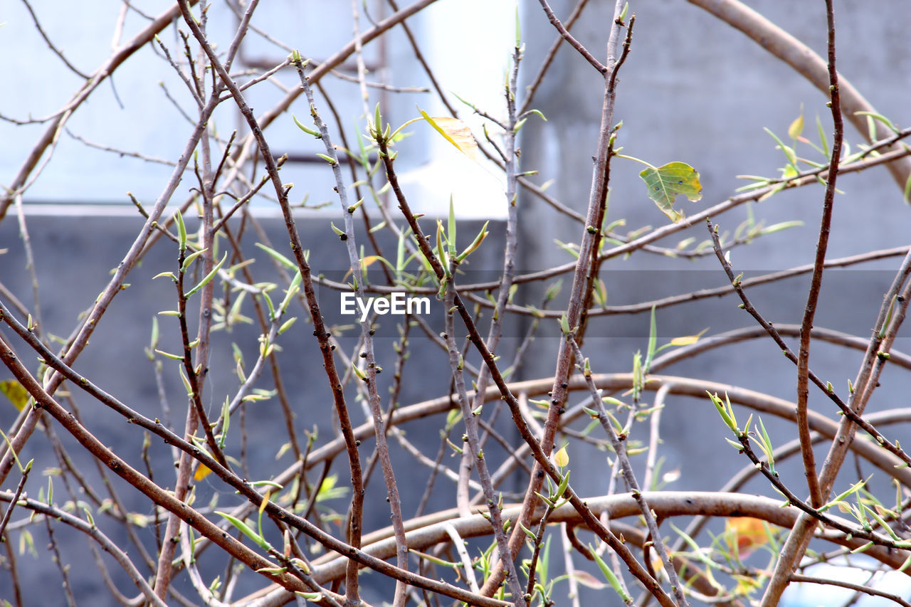 CLOSE-UP OF TWIGS ON BRANCHES