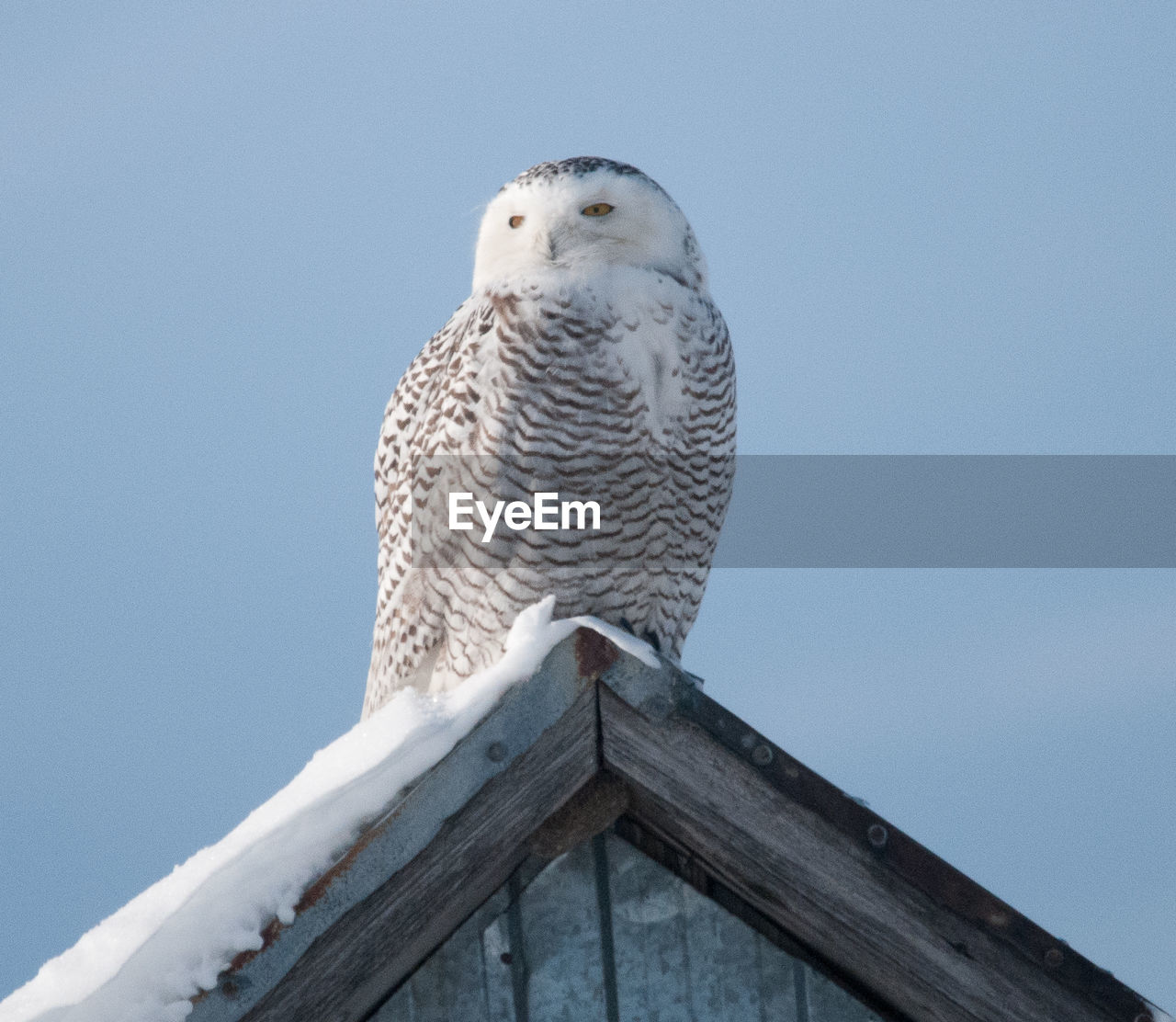 LOW ANGLE VIEW OF BIRD PERCHING ON WOOD AGAINST CLEAR SKY