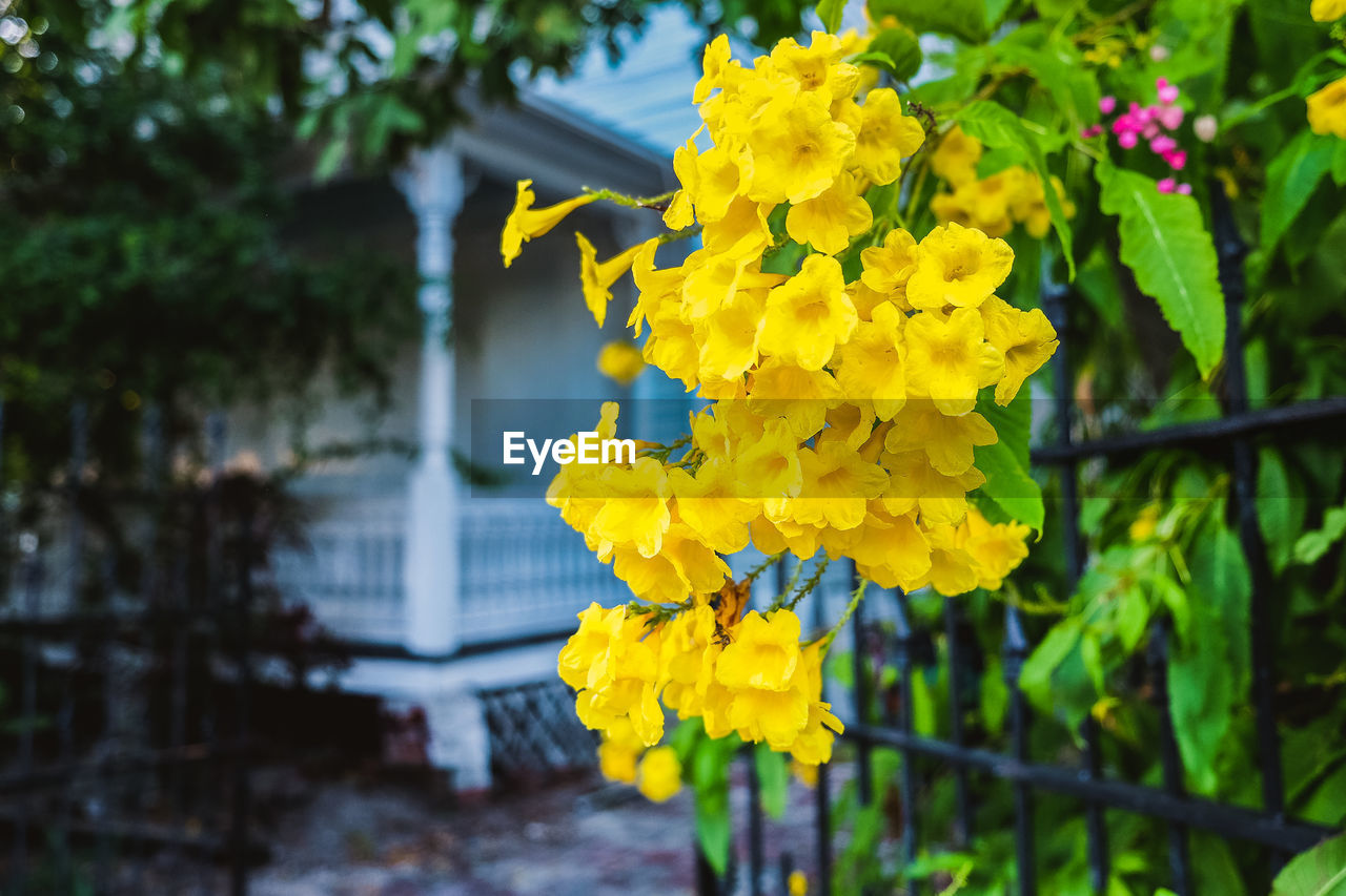 Close-up of yellow flowering plant