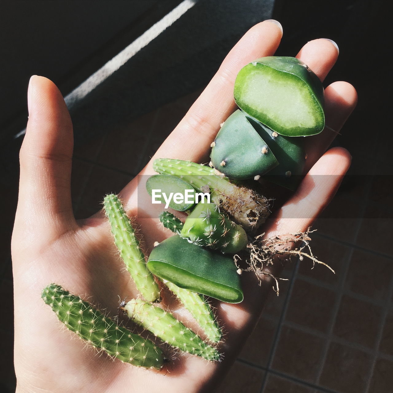 Close-up of cactus on human hand