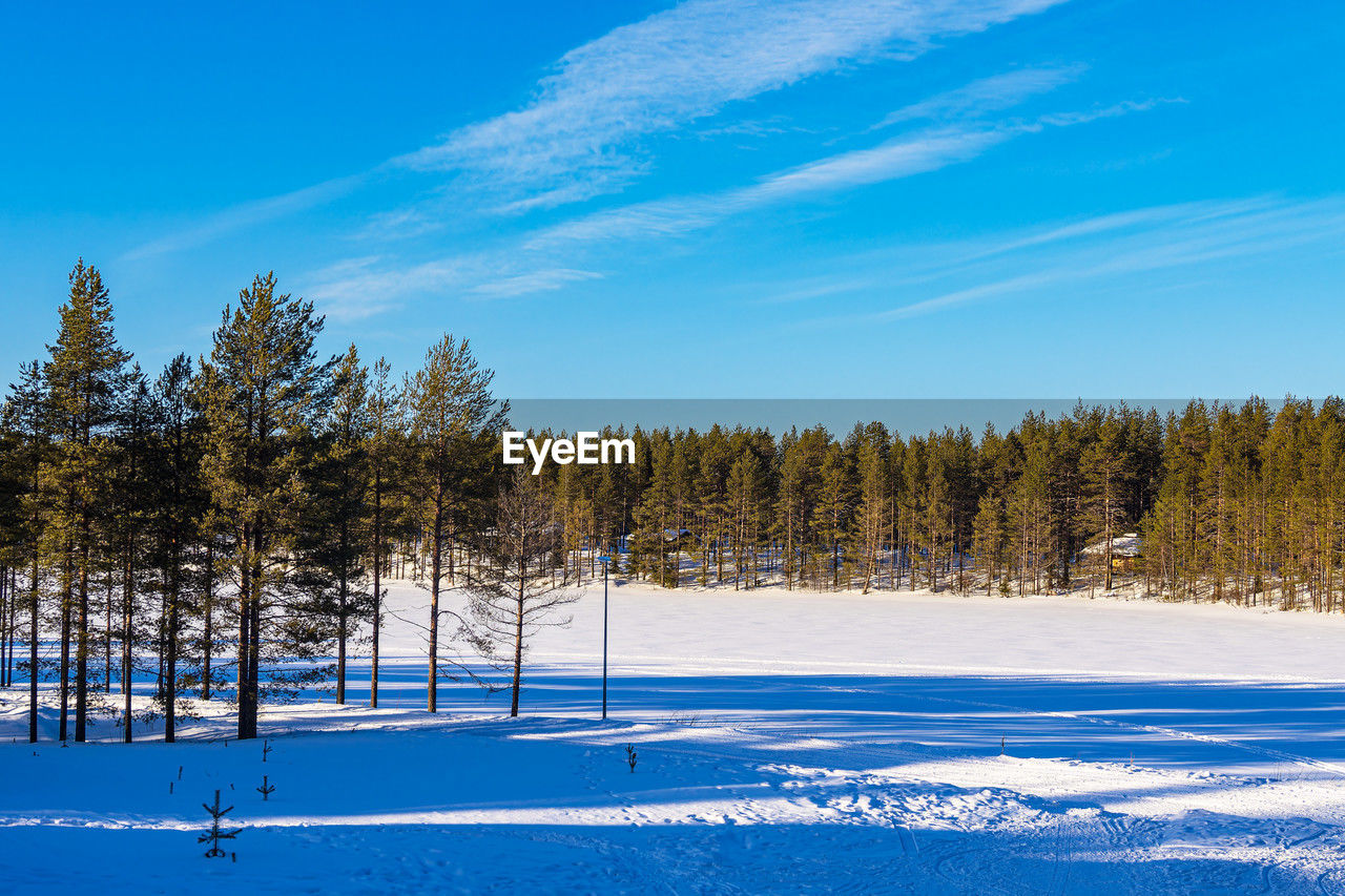 trees on snow covered field against sky