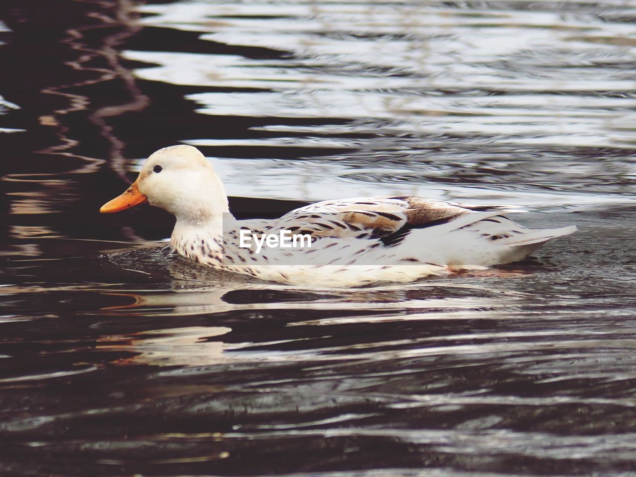 CLOSE-UP OF DUCKS SWIMMING IN LAKE
