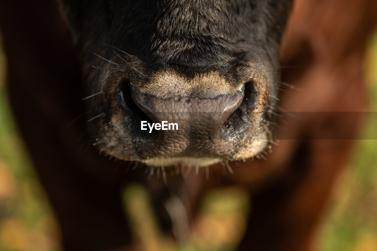 Close-up of a bulls nose