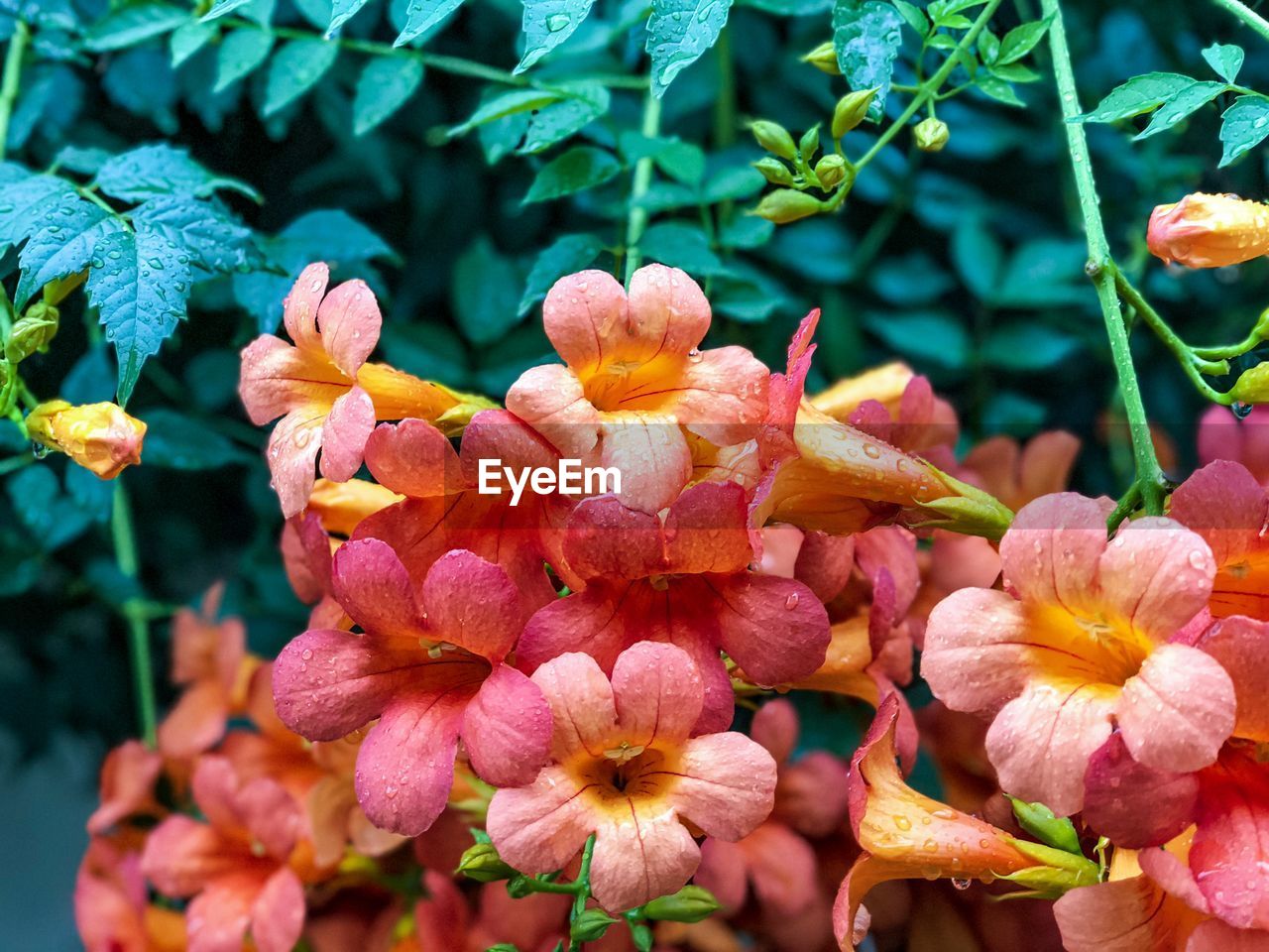 Close-up of pink flowers