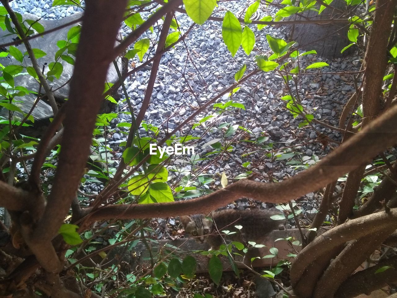 LOW ANGLE VIEW OF PLANTS GROWING ON TREE IN FOREST