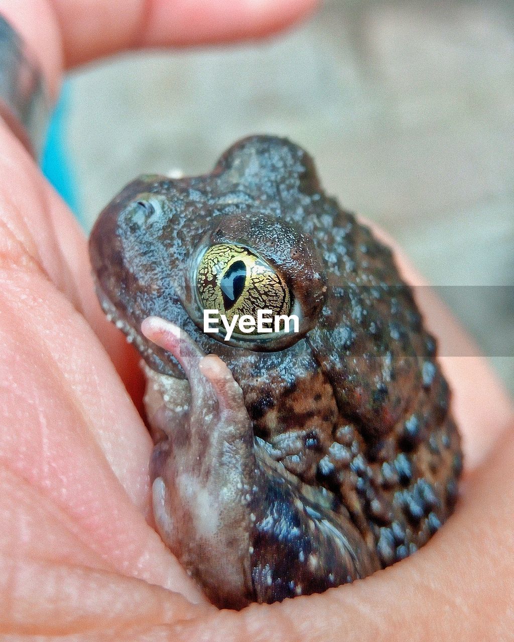 Close-up of hand holding toad